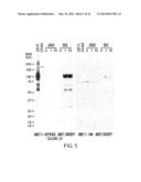 DIAGNOSIS AND TREATMENT OF CANCER USING ANTI-GPR49 ANTIBODY diagram and image