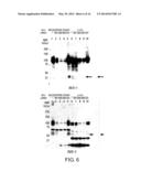 DIAGNOSIS AND TREATMENT OF CANCER USING ANTI-GPR49 ANTIBODY diagram and image