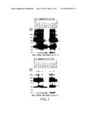 DIAGNOSIS AND TREATMENT OF CANCER USING ANTI-GPR49 ANTIBODY diagram and image