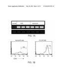 COMPOSITIONS COMPRISING SOLUBLE CD84 OR ANTI-CD84 ANTIBODIES AND METHODS     FOR DIAGNOSING AND TREATING B-CLL diagram and image