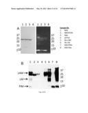 LPRG AS A CHAPERONE OF IMMUNE ADJUVANTS diagram and image