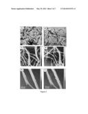 NANOFIBER-BASED HETEROJUNCTION APPROACH FOR HIGH PHOTOCONDUCTIVITY ON     ORGANIC MATERIALS diagram and image