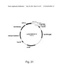 Methods for producing polypeptides in enzyme-deficient mutants of fusarium     venentatum diagram and image