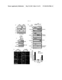 COMPOUND FOR INHIBITING SNAIL-P53 BINDING AND THERAPEUTIC AGENT FOR CANCER     INCLUDING THE COMPOUND AS EFFECTIVE COMPONENT diagram and image