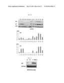 COMPOUND FOR INHIBITING SNAIL-P53 BINDING AND THERAPEUTIC AGENT FOR CANCER     INCLUDING THE COMPOUND AS EFFECTIVE COMPONENT diagram and image