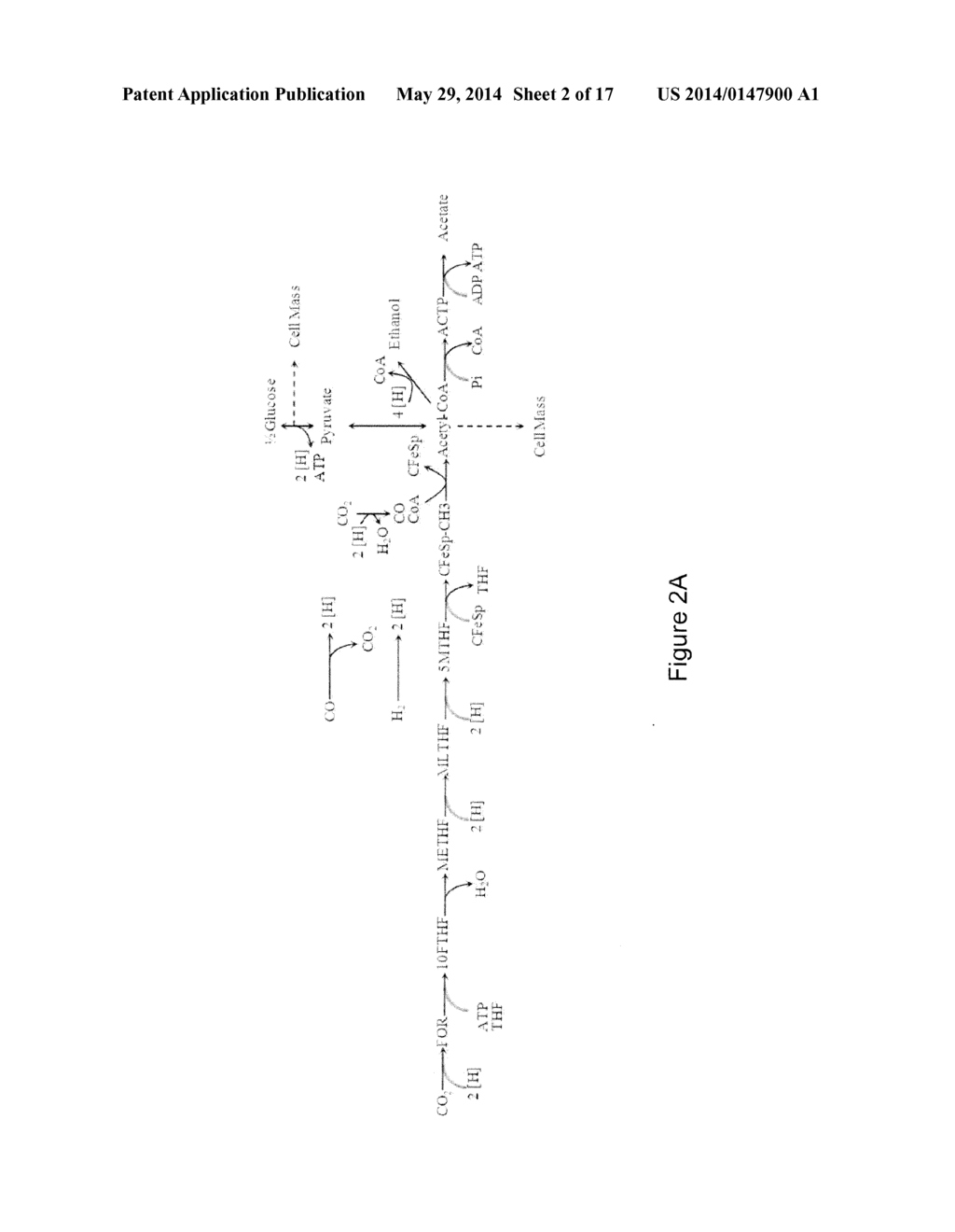 MICROORGANISMS AND METHODS FOR CONVERSION OF SYNGAS AND OTHER CARBON     SOURCES TO USEFUL PRODUCTS - diagram, schematic, and image 03