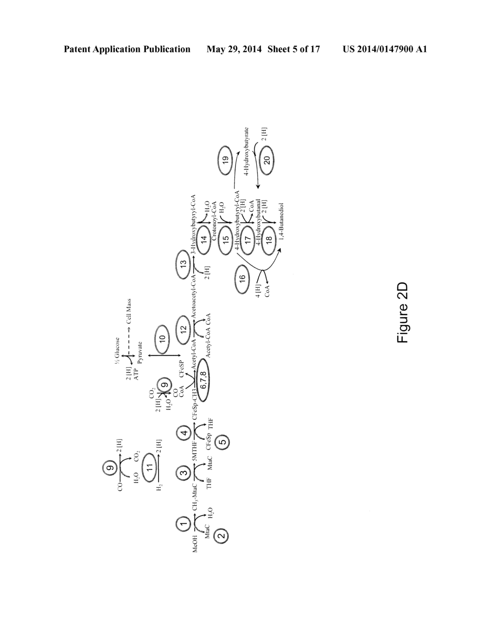 MICROORGANISMS AND METHODS FOR CONVERSION OF SYNGAS AND OTHER CARBON     SOURCES TO USEFUL PRODUCTS - diagram, schematic, and image 06