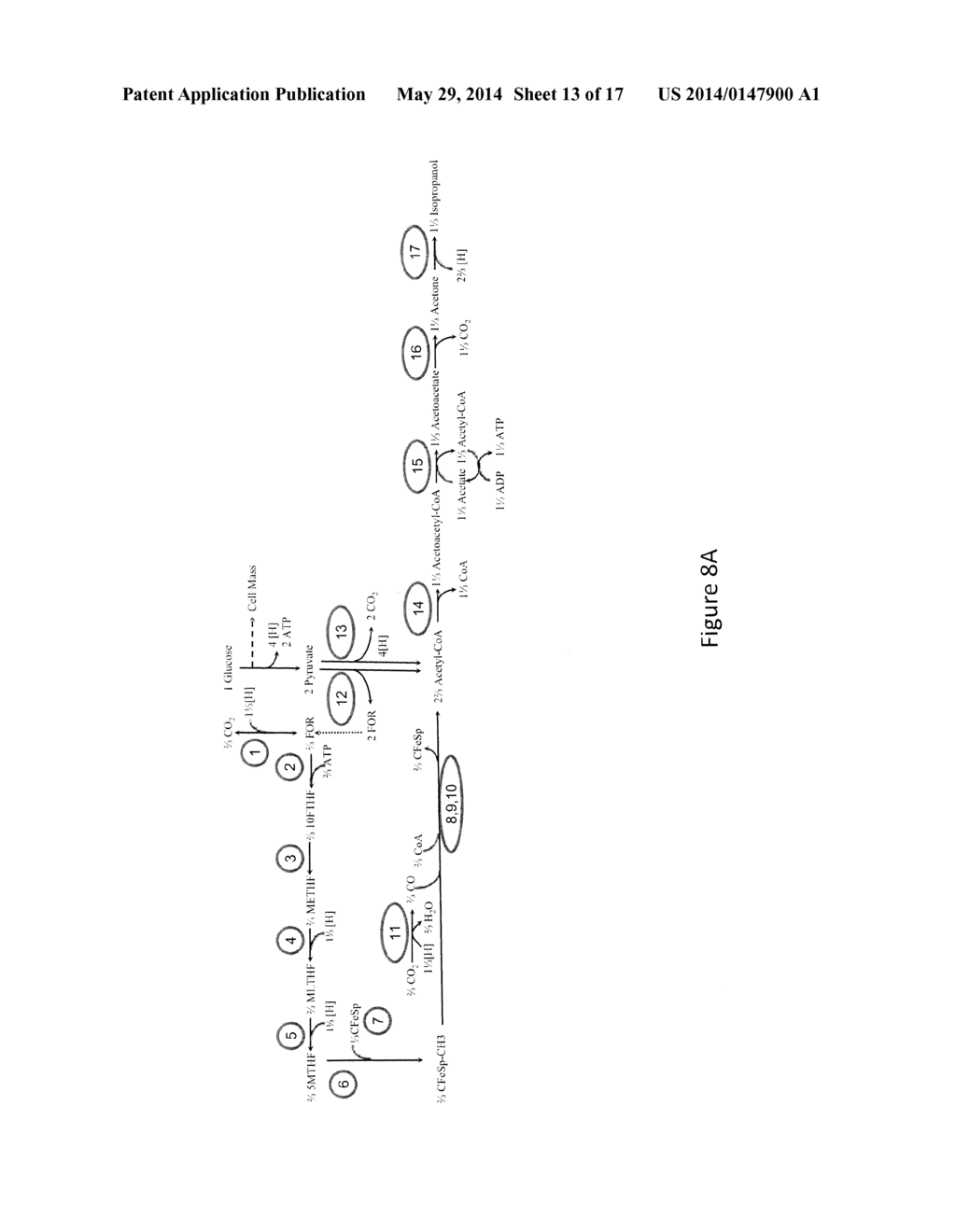 MICROORGANISMS AND METHODS FOR CONVERSION OF SYNGAS AND OTHER CARBON     SOURCES TO USEFUL PRODUCTS - diagram, schematic, and image 14