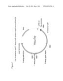 COMPOSITIONS AND METHODS FOR IMPROVED ISOPRENE PRODUCTION USING TWO TYPES     OF ISPG ENZYMES diagram and image