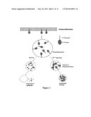 SMALL MOLECULE THERAPEUTIC COMPOUNDS TARGETING THIOESTERASE DEFICIENCY     DISORDERS AND METHODS OF USING THE SAME diagram and image