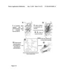 Pharmacophores for Amyloid Fibers Involved in Alzheimer s Disease diagram and image