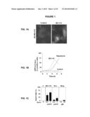 PROCESS FOR THE IDENTIFICATION OF COMPOUNDS FOR TREATING CANCER diagram and image