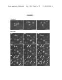 PROCESS FOR THE IDENTIFICATION OF COMPOUNDS FOR TREATING CANCER diagram and image