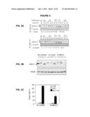 PROCESS FOR THE IDENTIFICATION OF COMPOUNDS FOR TREATING CANCER diagram and image