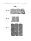 PROCESS FOR THE IDENTIFICATION OF COMPOUNDS FOR TREATING CANCER diagram and image