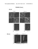 PROCESS FOR THE IDENTIFICATION OF COMPOUNDS FOR TREATING CANCER diagram and image