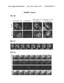 PROCESS FOR THE IDENTIFICATION OF COMPOUNDS FOR TREATING CANCER diagram and image