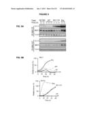 PROCESS FOR THE IDENTIFICATION OF COMPOUNDS FOR TREATING CANCER diagram and image