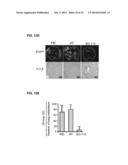 PROCESS FOR THE IDENTIFICATION OF COMPOUNDS FOR TREATING CANCER diagram and image