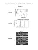 PROCESS FOR THE IDENTIFICATION OF COMPOUNDS FOR TREATING CANCER diagram and image