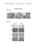 PROCESS FOR THE IDENTIFICATION OF COMPOUNDS FOR TREATING CANCER diagram and image