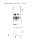 RECOMBINANT VECTOR FOR PRODUCING AND SECRETING PEPTIDE OR PROTEIN OF     INTEREST BY PROPIONIBACTERIA AND APPLICATIONS THEREOF diagram and image