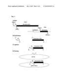 RECOMBINANT VECTOR FOR PRODUCING AND SECRETING PEPTIDE OR PROTEIN OF     INTEREST BY PROPIONIBACTERIA AND APPLICATIONS THEREOF diagram and image