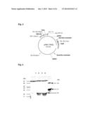 RECOMBINANT VECTOR FOR PRODUCING AND SECRETING PEPTIDE OR PROTEIN OF     INTEREST BY PROPIONIBACTERIA AND APPLICATIONS THEREOF diagram and image