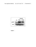 Use of TAK1 Inhibitor to Achieve Glycemic Control in Mammals diagram and image