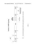 INHIBITION OF TREM RECEPTOR SIGNALING WITH PEPTIDE VARIANTS diagram and image