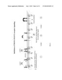 INHIBITION OF TREM RECEPTOR SIGNALING WITH PEPTIDE VARIANTS diagram and image