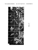 COMPOSITE OF SIZE-CONTROLLABLE METAL NANOPARTICALES AND THE METHOD OF     MAKING THE SAME diagram and image