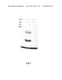 PROBES OF RNA STRUCTURE AND METHODS FOR USING THE SAME diagram and image