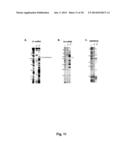 PROBES OF RNA STRUCTURE AND METHODS FOR USING THE SAME diagram and image