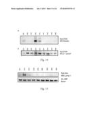 GLYCOPROTEIN CANCER BIOMARKER diagram and image