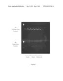 THERMOSTABLE CHIMERIC NUCLEIC ACID POLYMERASES AND USES THEREOF diagram and image