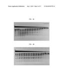 High Fidelity Restriction Endonucleases diagram and image