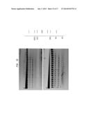 High Fidelity Restriction Endonucleases diagram and image