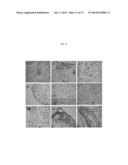 EMBRYONIC STEM CELL LINE AND METHOD FOR PREPARING THE SAME diagram and image