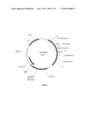 TETRASELMIS PROMOTERS AND TERMINATORS FOR USE IN EUKARYOTIC CELLS diagram and image