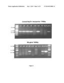 TETRASELMIS PROMOTERS AND TERMINATORS FOR USE IN EUKARYOTIC CELLS diagram and image