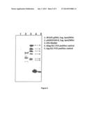 TETRASELMIS PROMOTERS AND TERMINATORS FOR USE IN EUKARYOTIC CELLS diagram and image