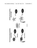 REAL-TIME ASSAY FOR THE DETECTION OF BOTULINUM TOXIN diagram and image