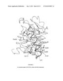 STRUCTURE OF THE C-TERMINAL REGION OF THE INSULIN RECEPTOR a-CHAIN AND OF     THE INSULIN-LIKE GROWTH FACTOR RECEPTOR a-CHAIN diagram and image