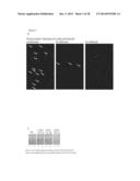 SYSTEM FOR IDENTIFICATION OF MICROORGANISM AND DETECTION OF INFECTIOUS     DISEASE diagram and image