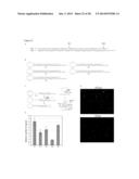 SYSTEM FOR IDENTIFICATION OF MICROORGANISM AND DETECTION OF INFECTIOUS     DISEASE diagram and image