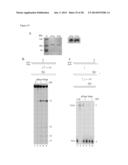 SYSTEM FOR IDENTIFICATION OF MICROORGANISM AND DETECTION OF INFECTIOUS     DISEASE diagram and image