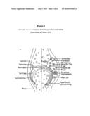 MOLECULAR TARGETS AND COMPOUNDS, AND METHODS TO IDENTIFY THE SAME, USEFUL     IN THE TREATMENT OF BONE AND JOINT DEGENERATIVE DISEASES diagram and image