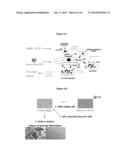 MOLECULAR TARGETS AND COMPOUNDS, AND METHODS TO IDENTIFY THE SAME, USEFUL     IN THE TREATMENT OF BONE AND JOINT DEGENERATIVE DISEASES diagram and image