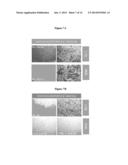 MOLECULAR TARGETS AND COMPOUNDS, AND METHODS TO IDENTIFY THE SAME, USEFUL     IN THE TREATMENT OF BONE AND JOINT DEGENERATIVE DISEASES diagram and image